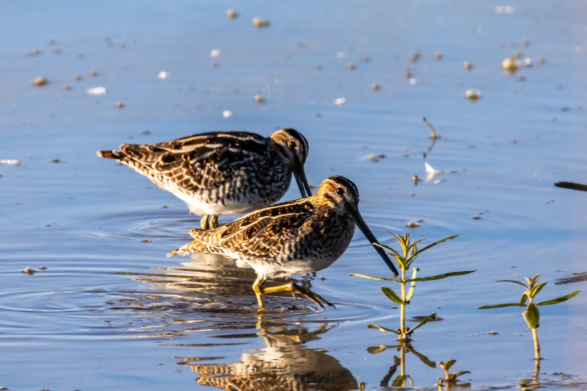 Wilsonbekassine - ML644564507