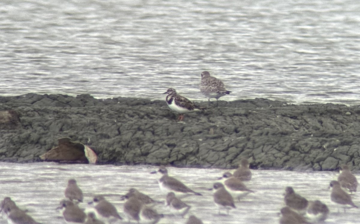 翻石鷸 - ML644564515