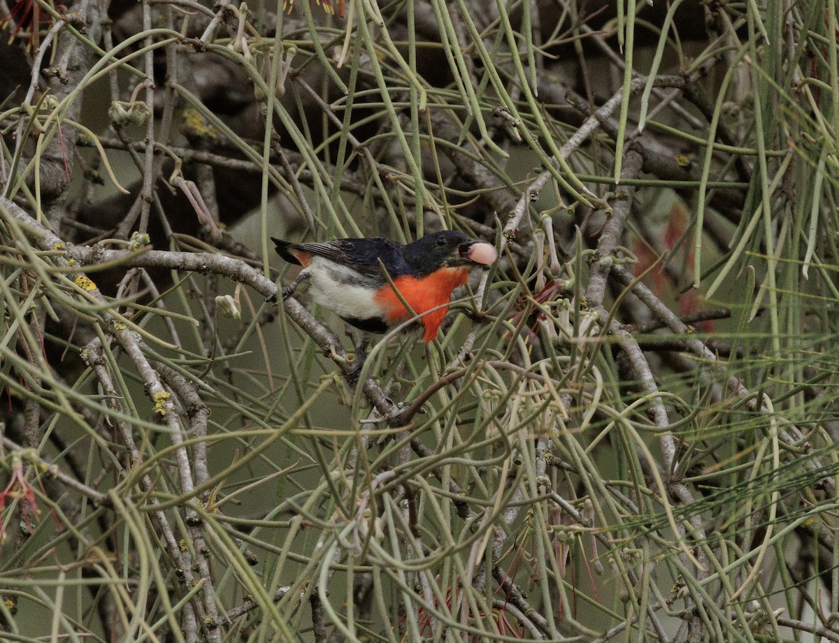 Mistletoebird - ML644564516
