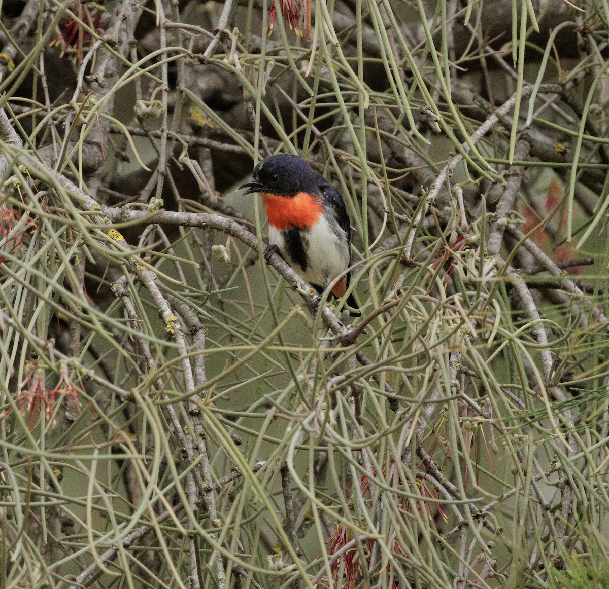 Mistletoebird - ML644564517