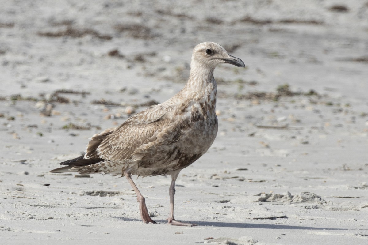 amerikagråmåke - ML644564519