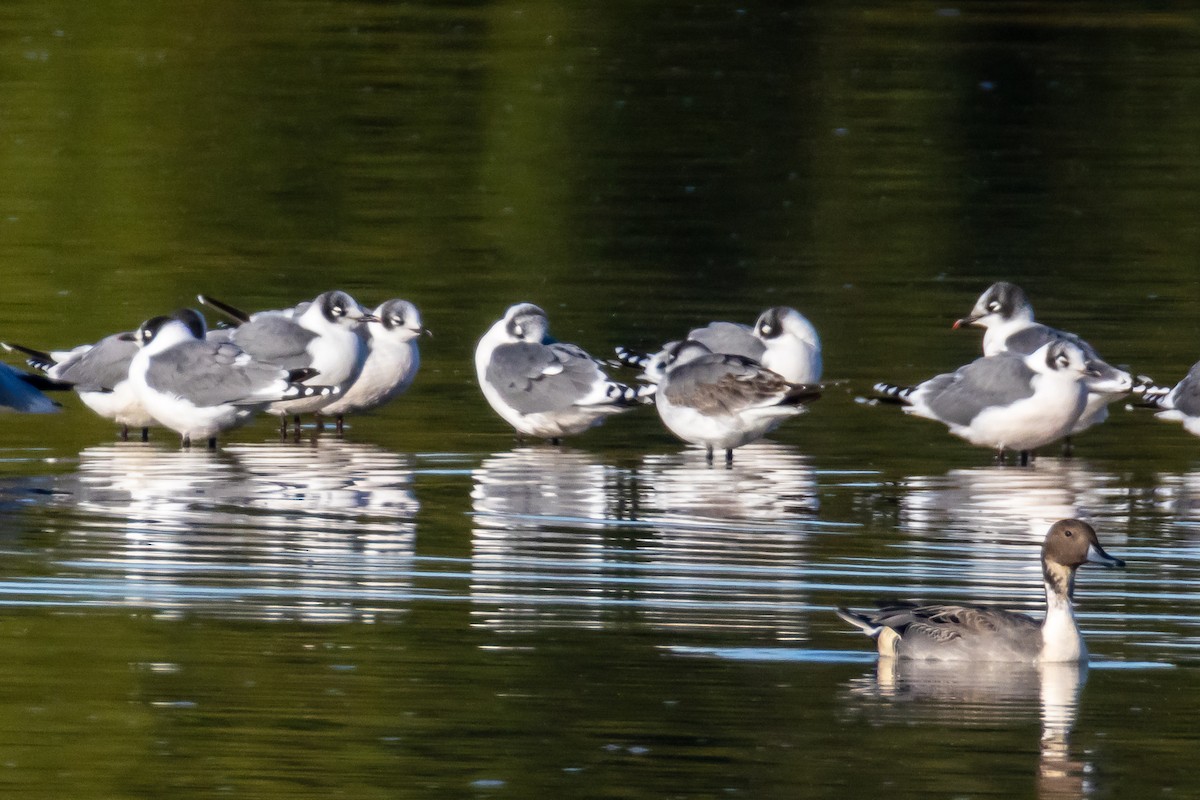 Präriemöwe - ML644564521