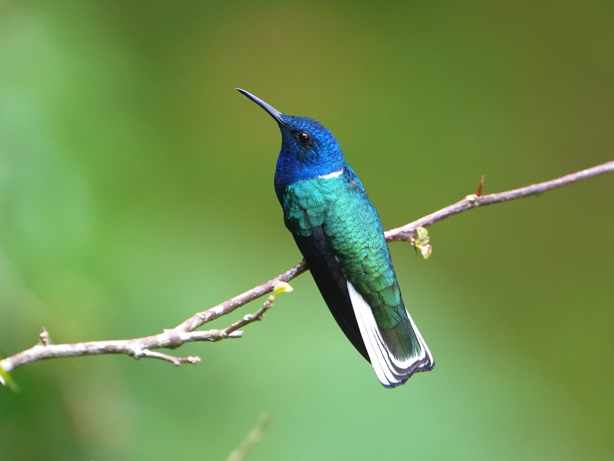 Weißnackenkolibri - ML644564525