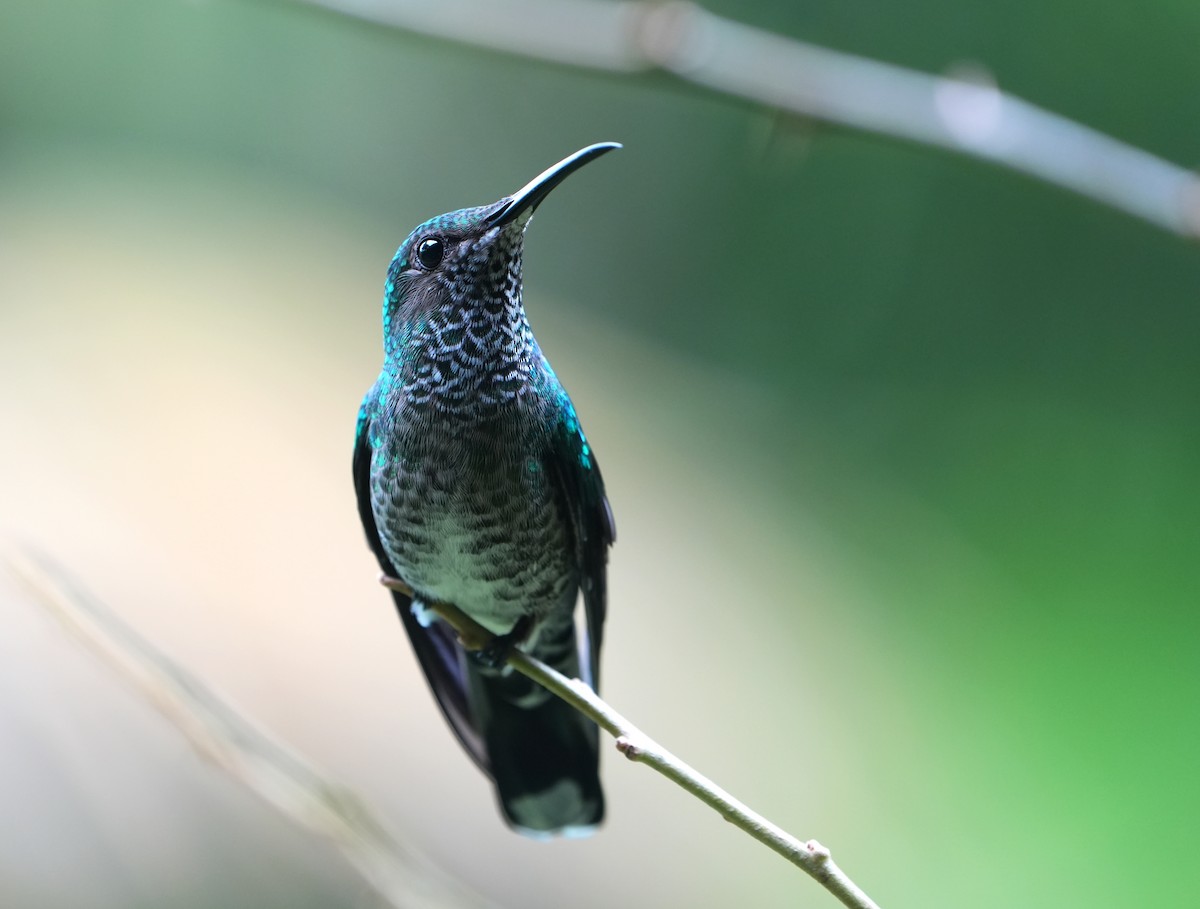 Weißnackenkolibri - ML644564527