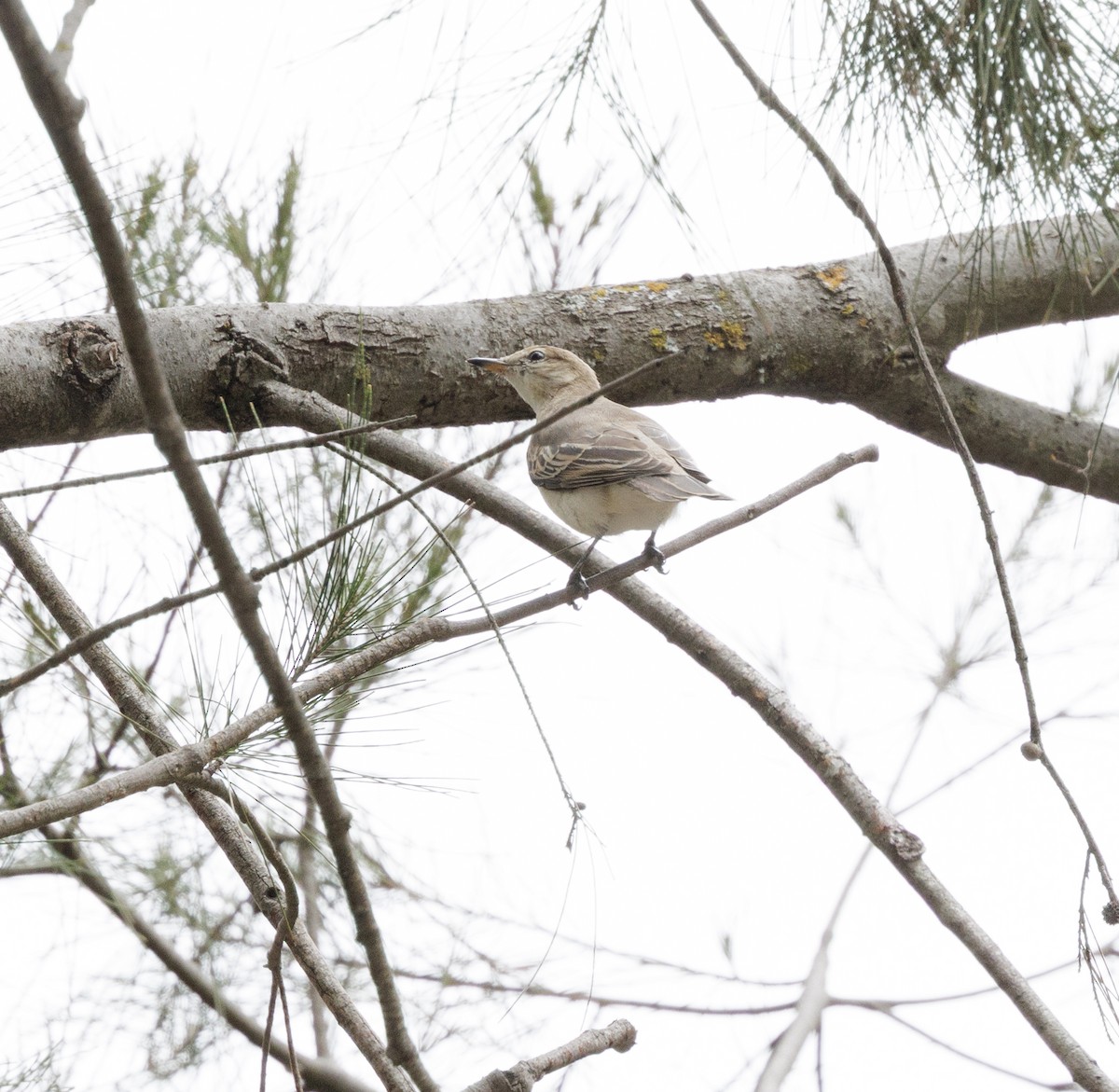 White-winged Triller - ML644564534