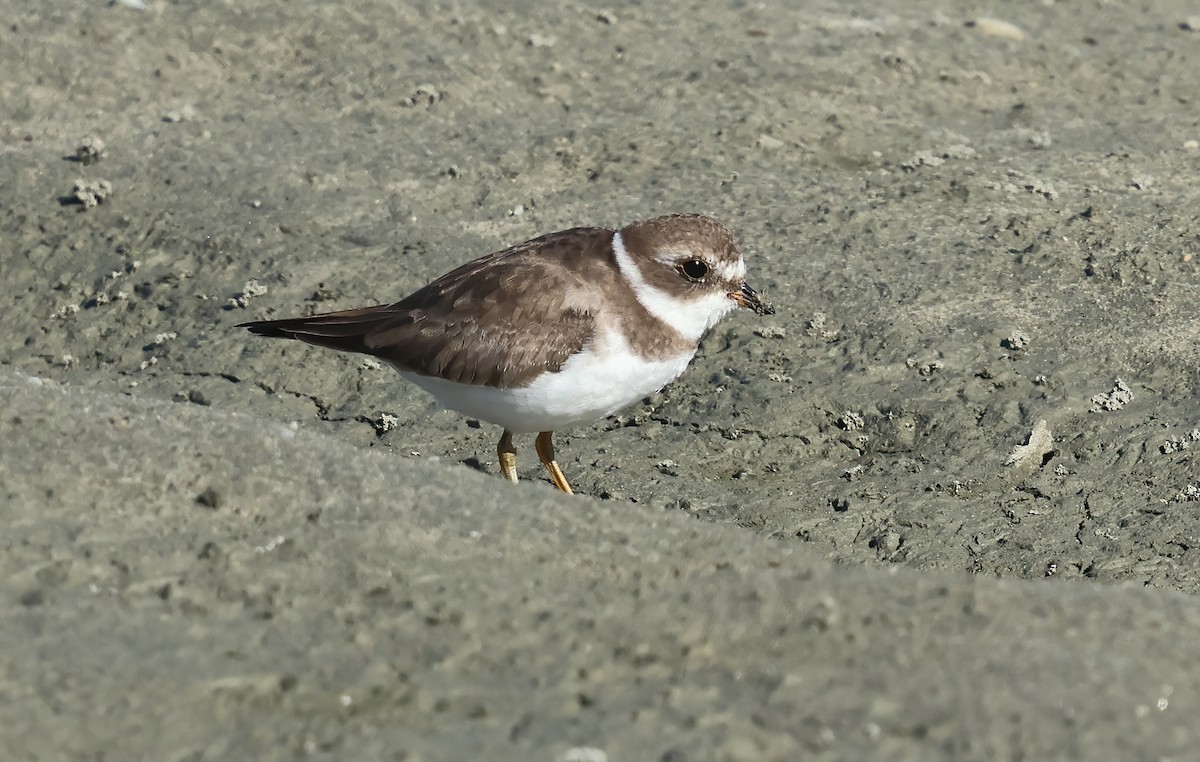 Semipalmated Plover - ML644564536