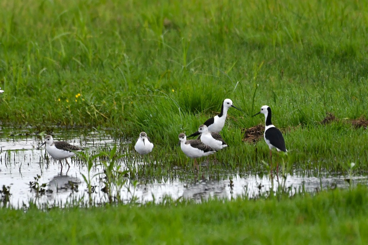 Ak Başlı Uzunbacak - ML644564537