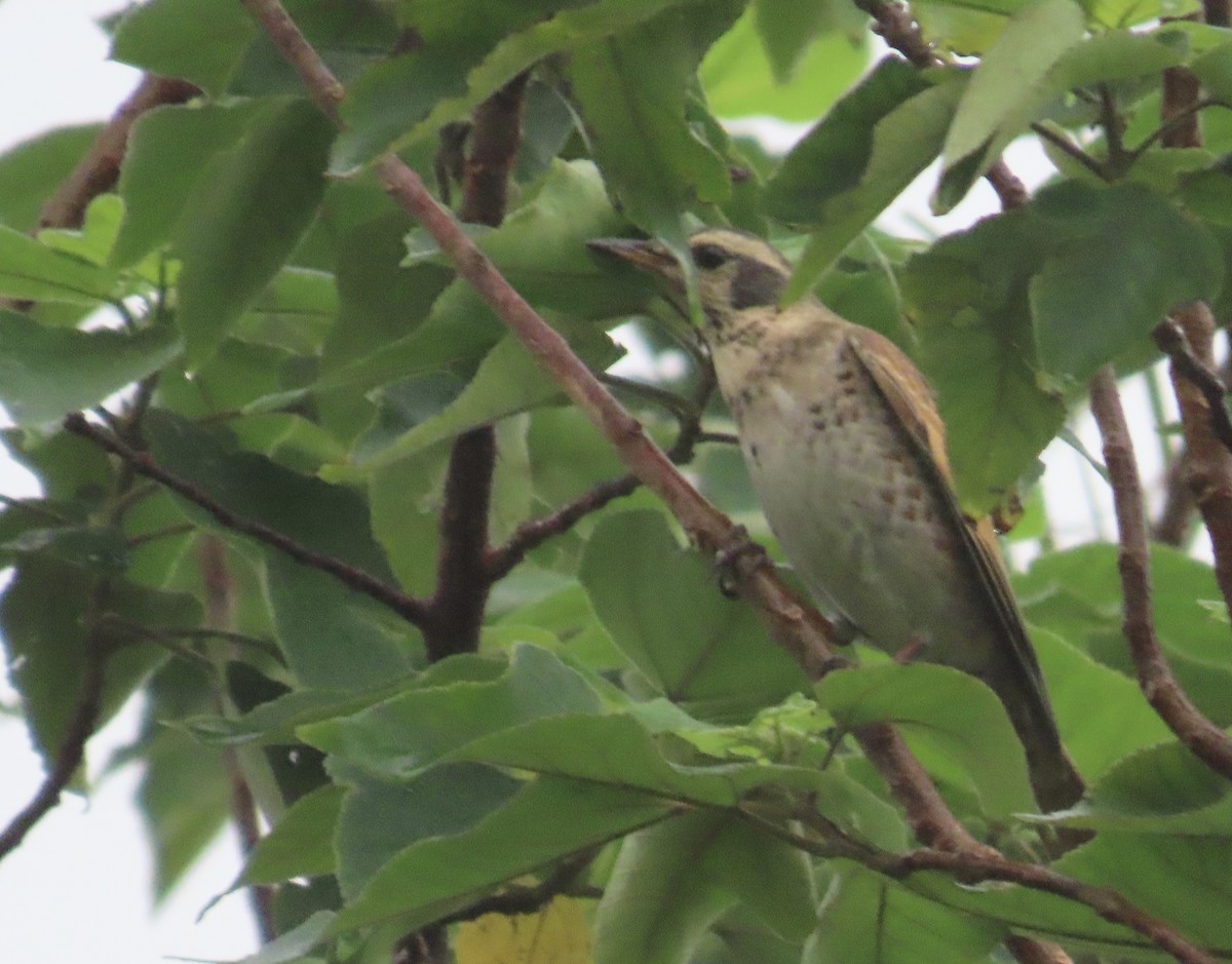 Grive de Naumann - ML644564539