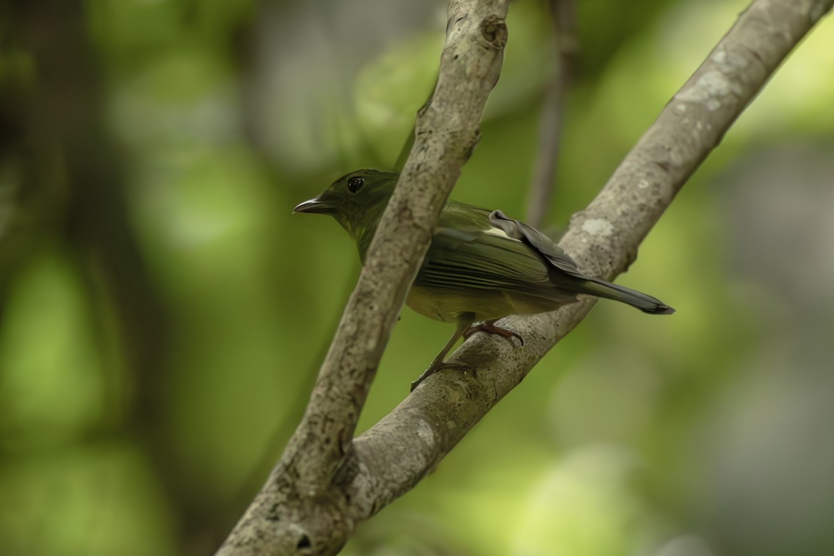 Yeşil Manakin - ML644564541