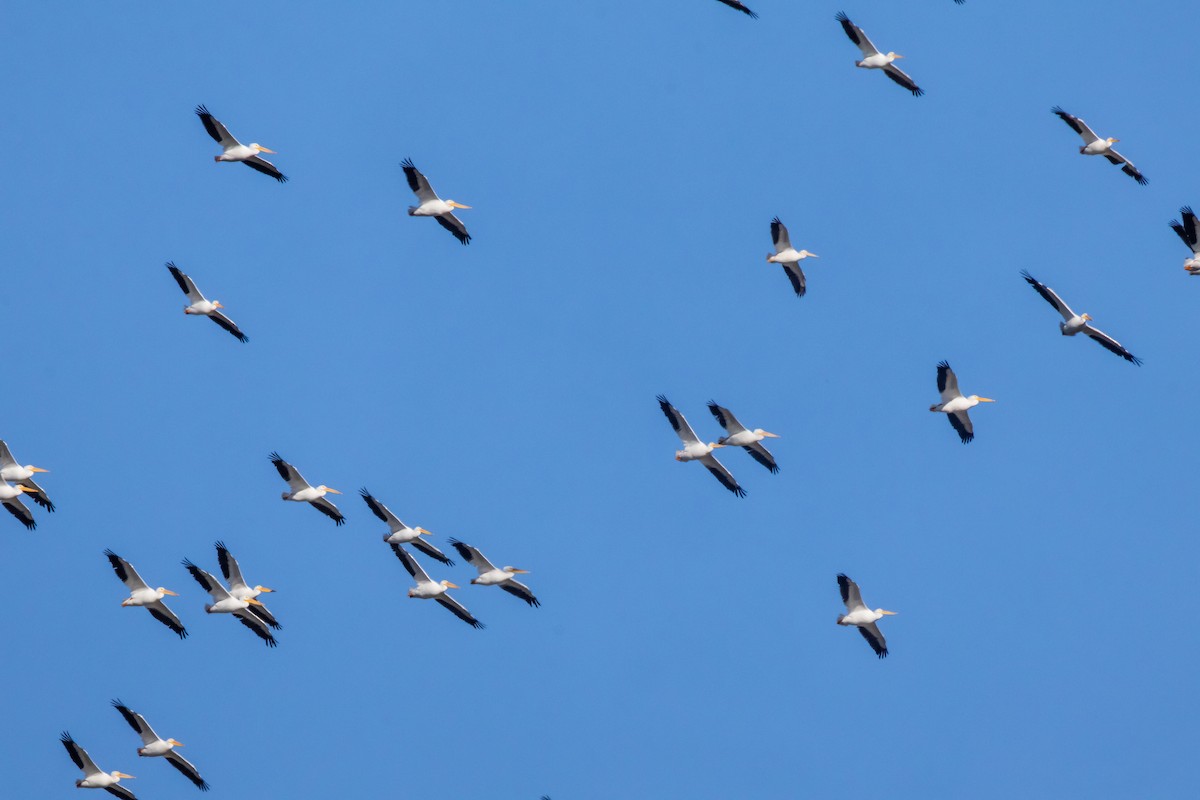 Nashornpelikan - ML644564542