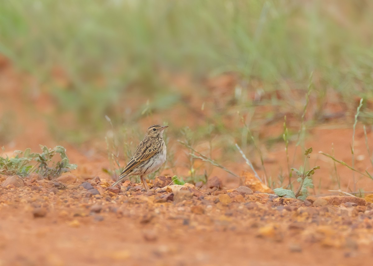 Australian Pipit - ML644564548