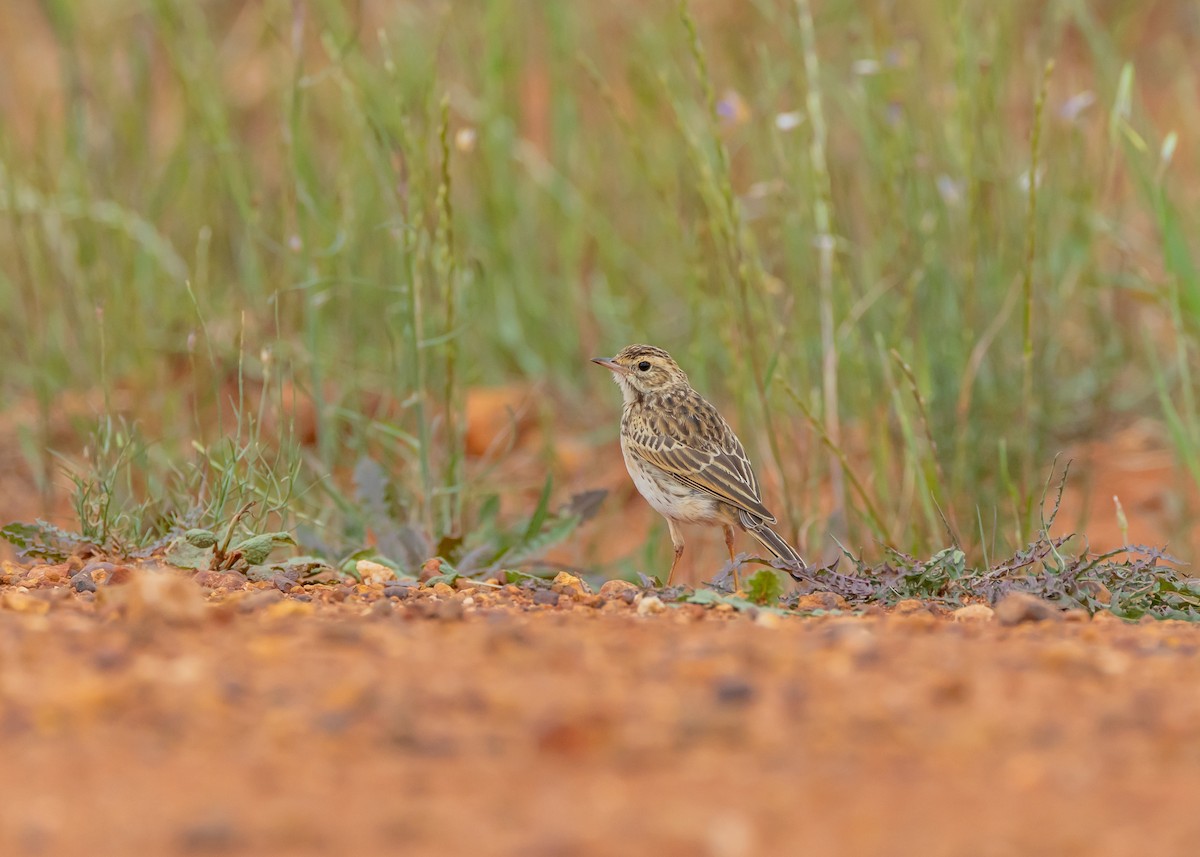 Australian Pipit - ML644564549