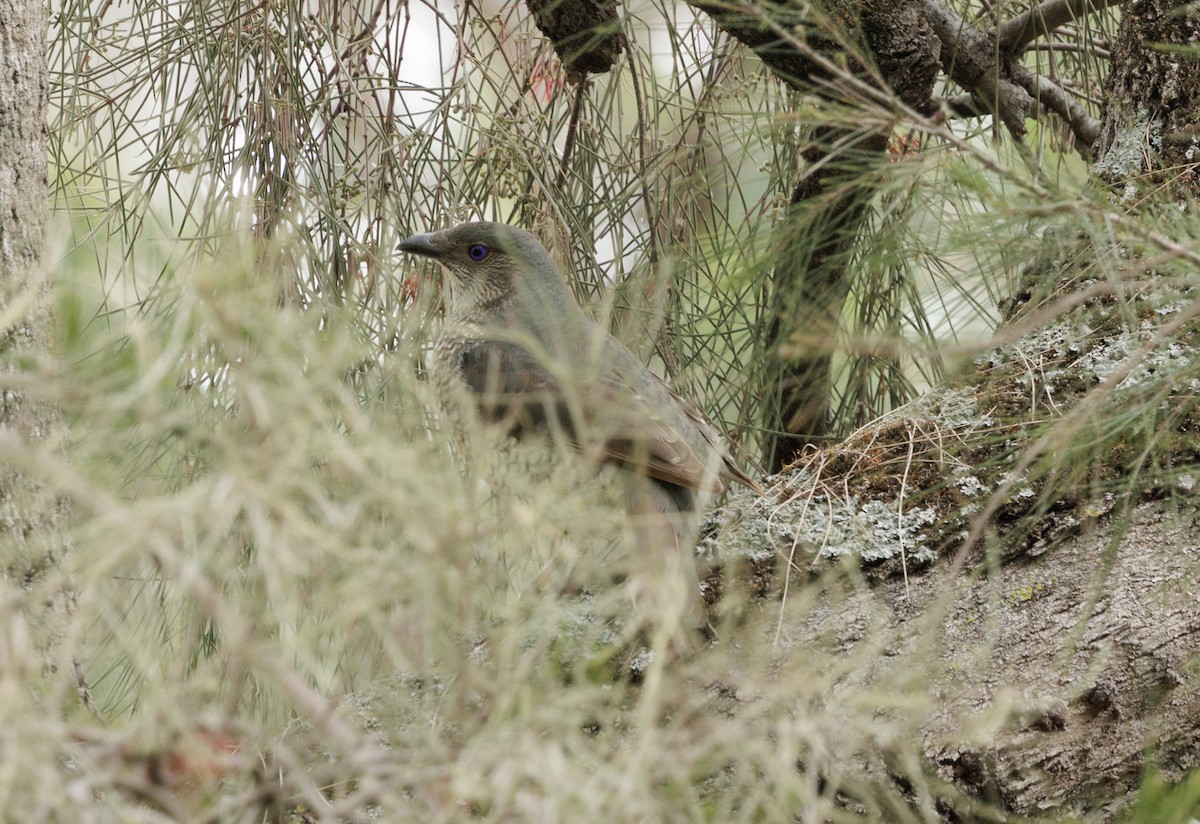 lemčík hedvábný - ML644564558