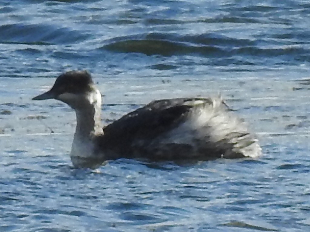 Eared Grebe - ML644564562