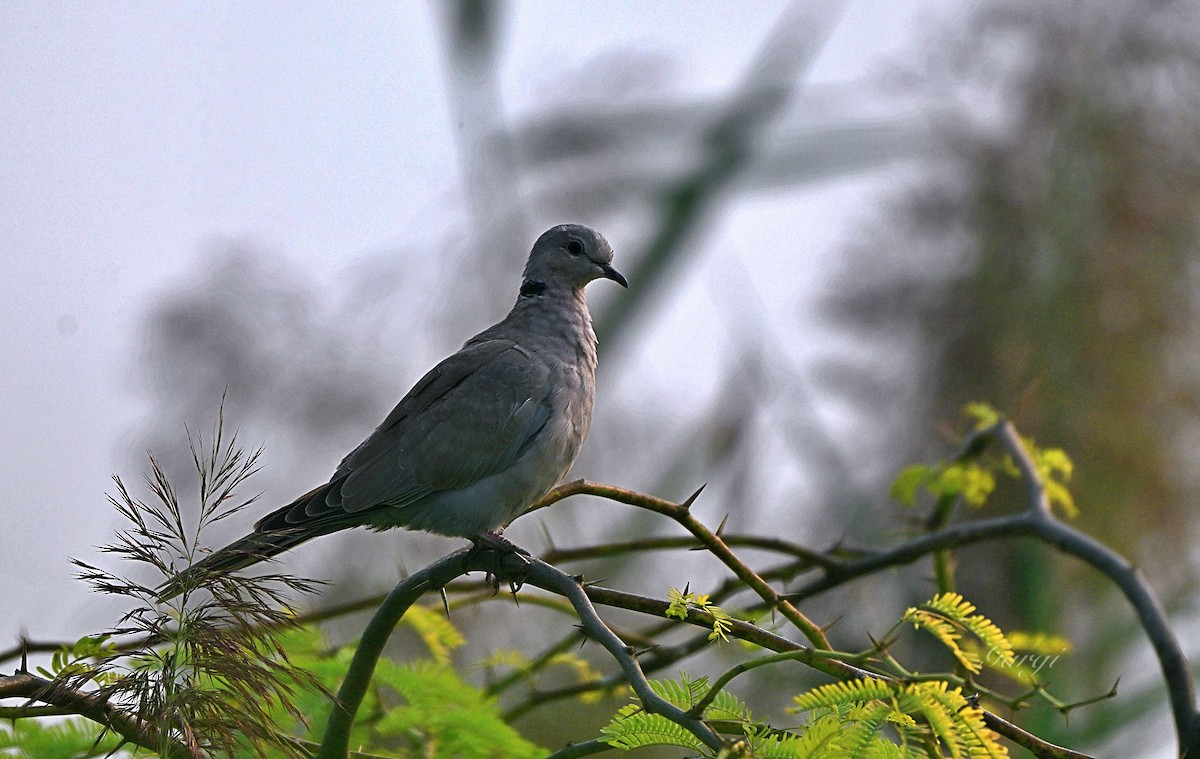 Eurasian Collared-Dove - ML644564564