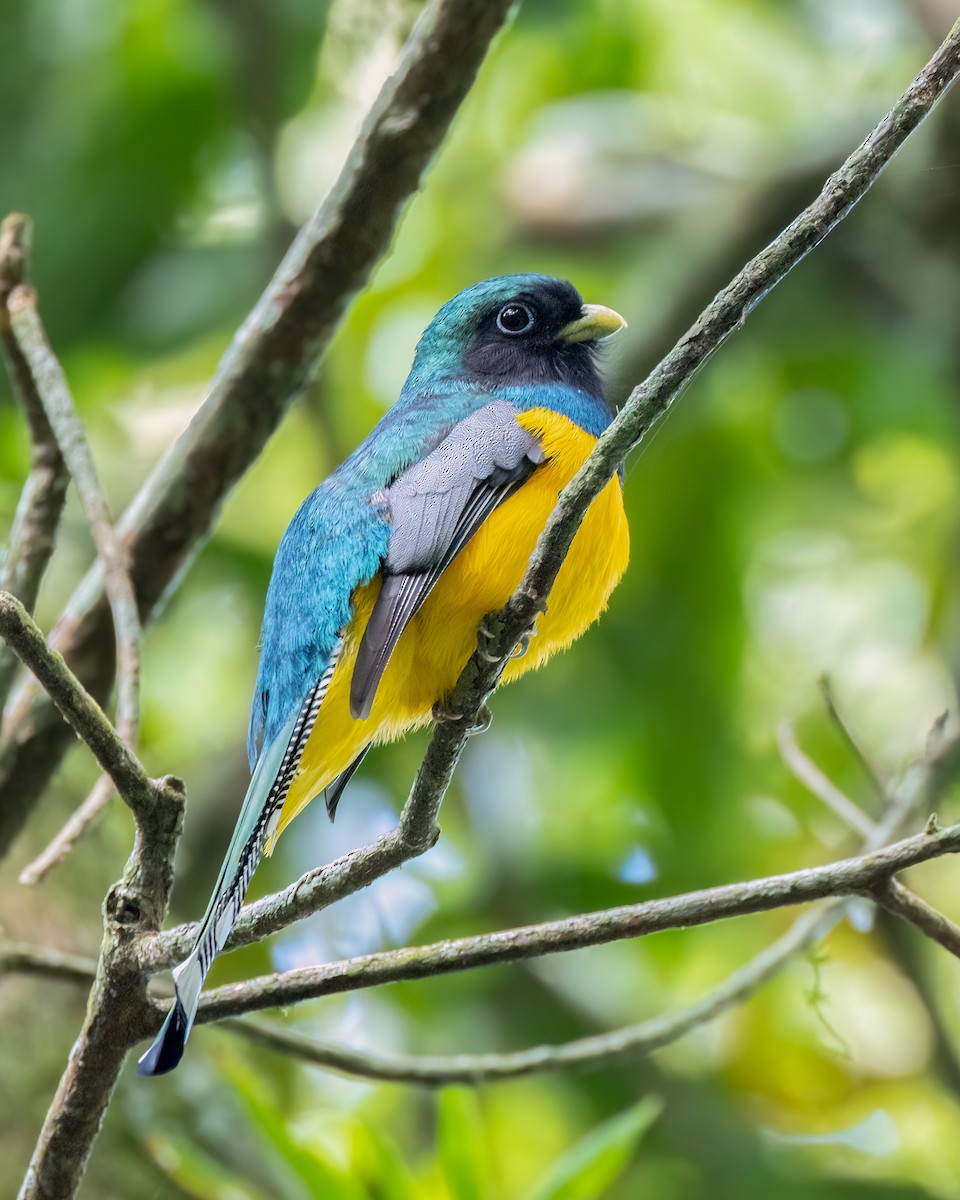 søredeltrogon - ML644564567