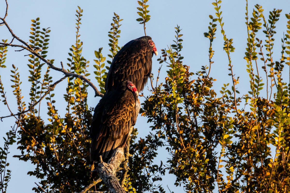 Truthahngeier - ML644564569