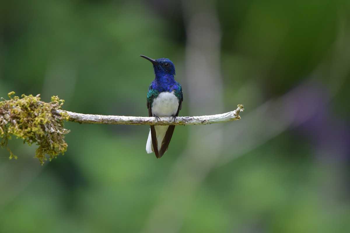 Weißnackenkolibri - ML644564572