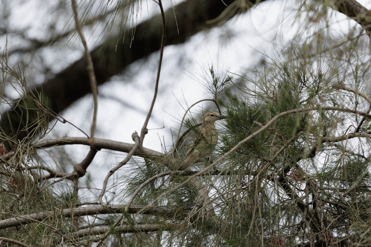 White-winged Triller - ML644564586