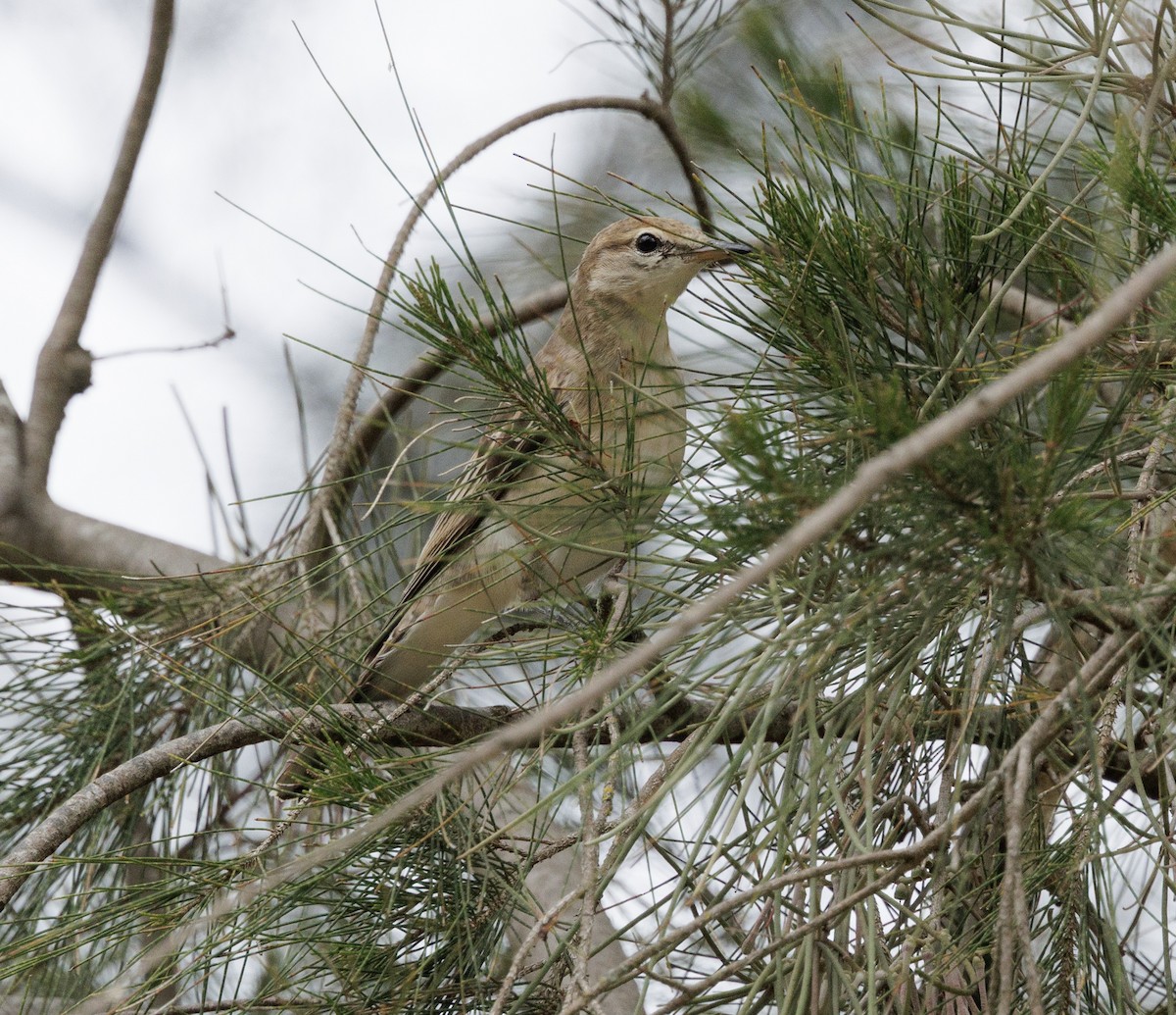 White-winged Triller - ML644564588