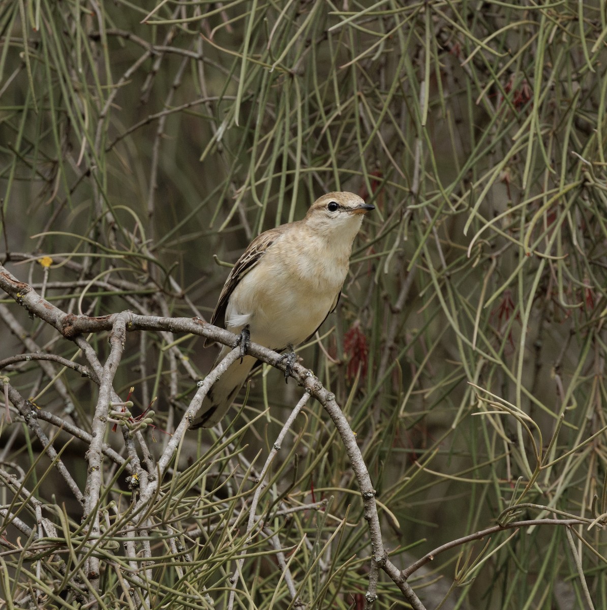 White-winged Triller - ML644564593