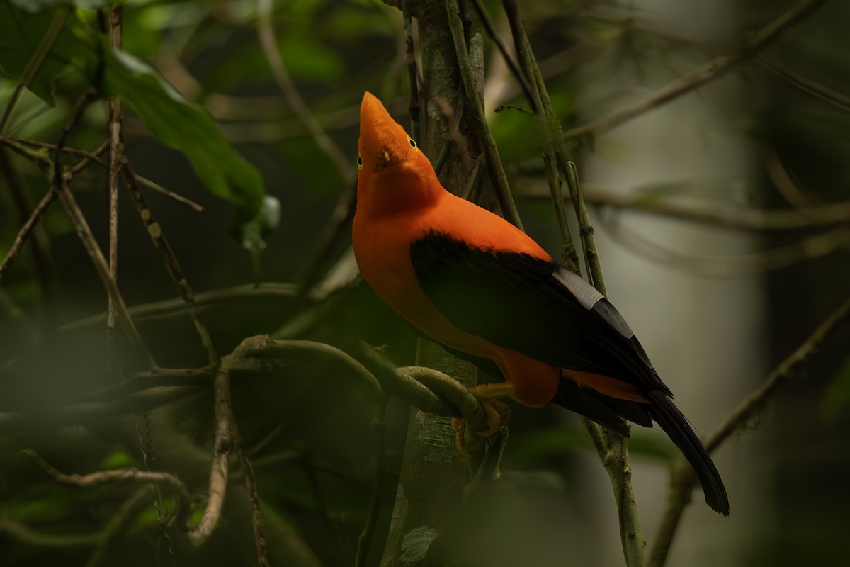Andean Cock-of-the-rock - ML644564602