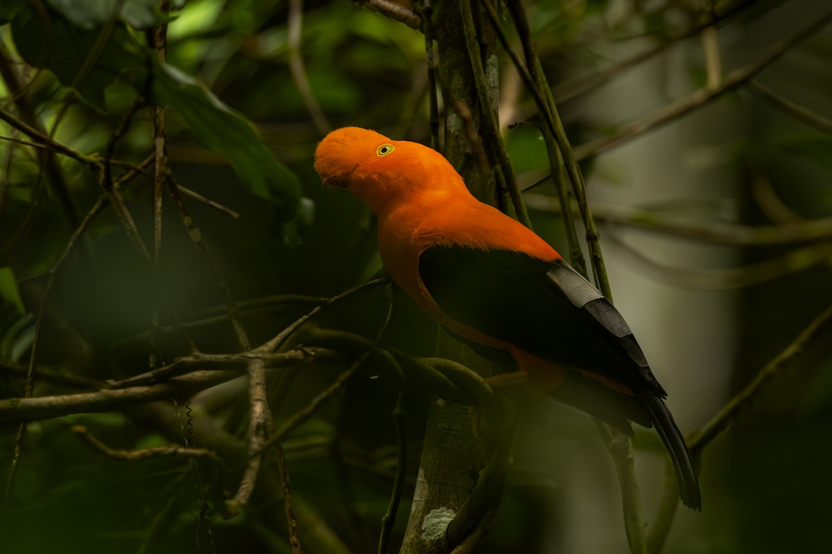 Andean Cock-of-the-rock - ML644564603