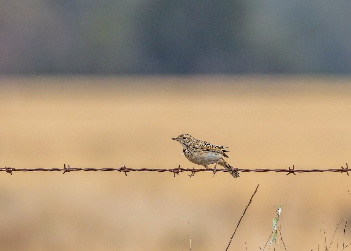 Australian Pipit - ML644564604