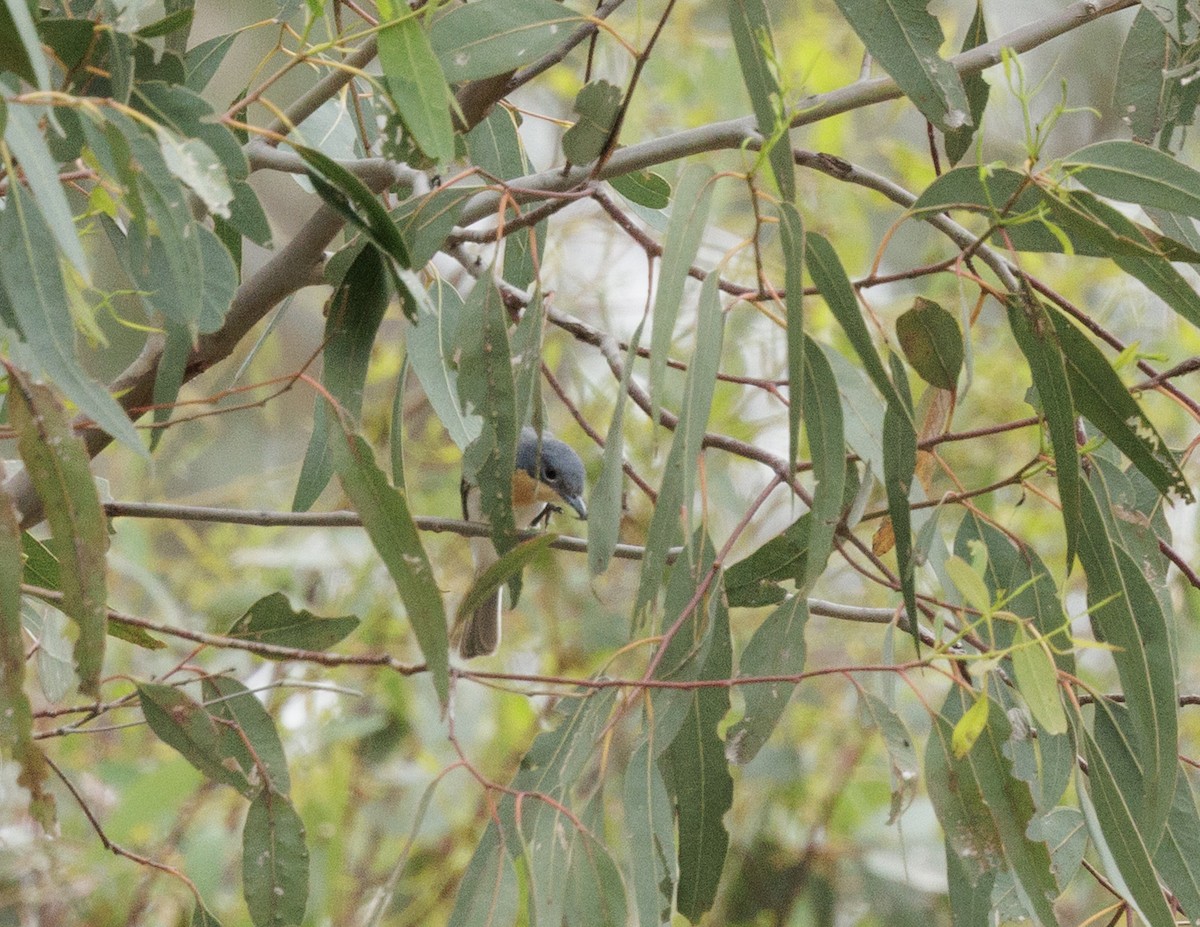Leaden Flycatcher - ML644564617