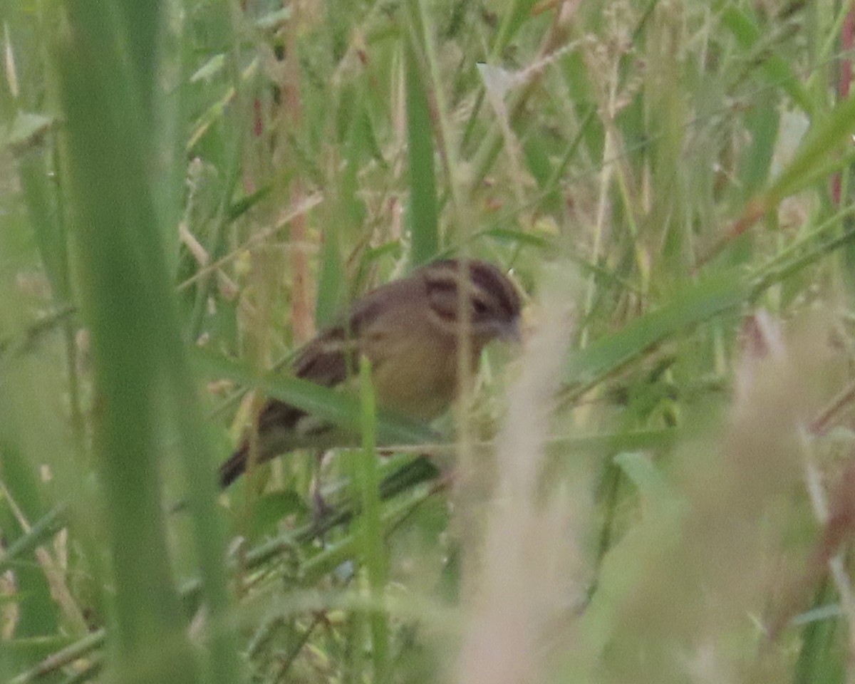 シマアオジ - ML644564624