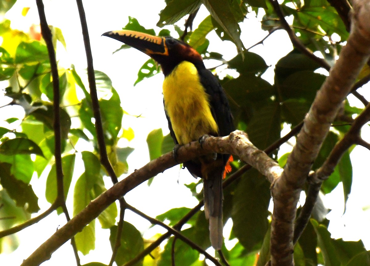 Lettered Aracari - ML644564637