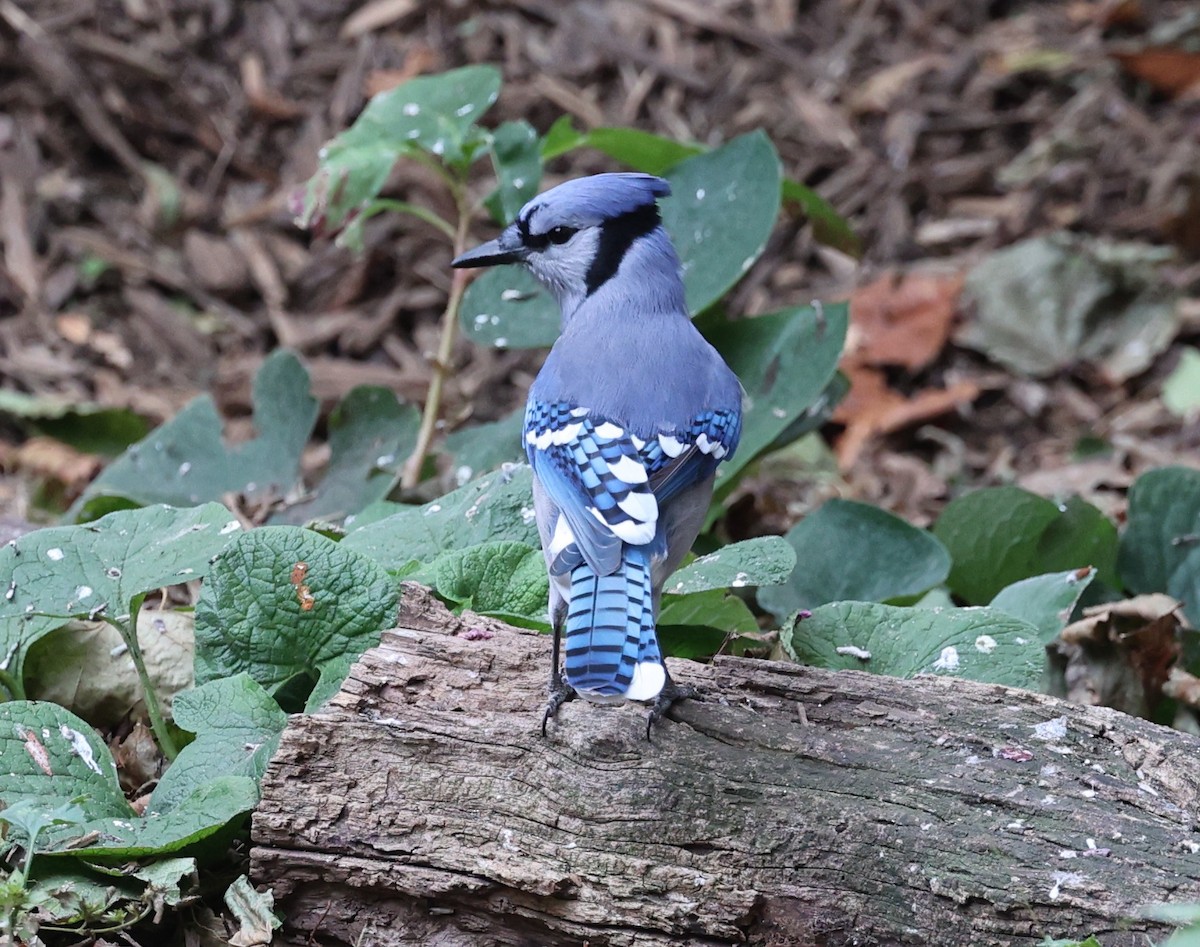 Сизойка блакитна - ML644564641