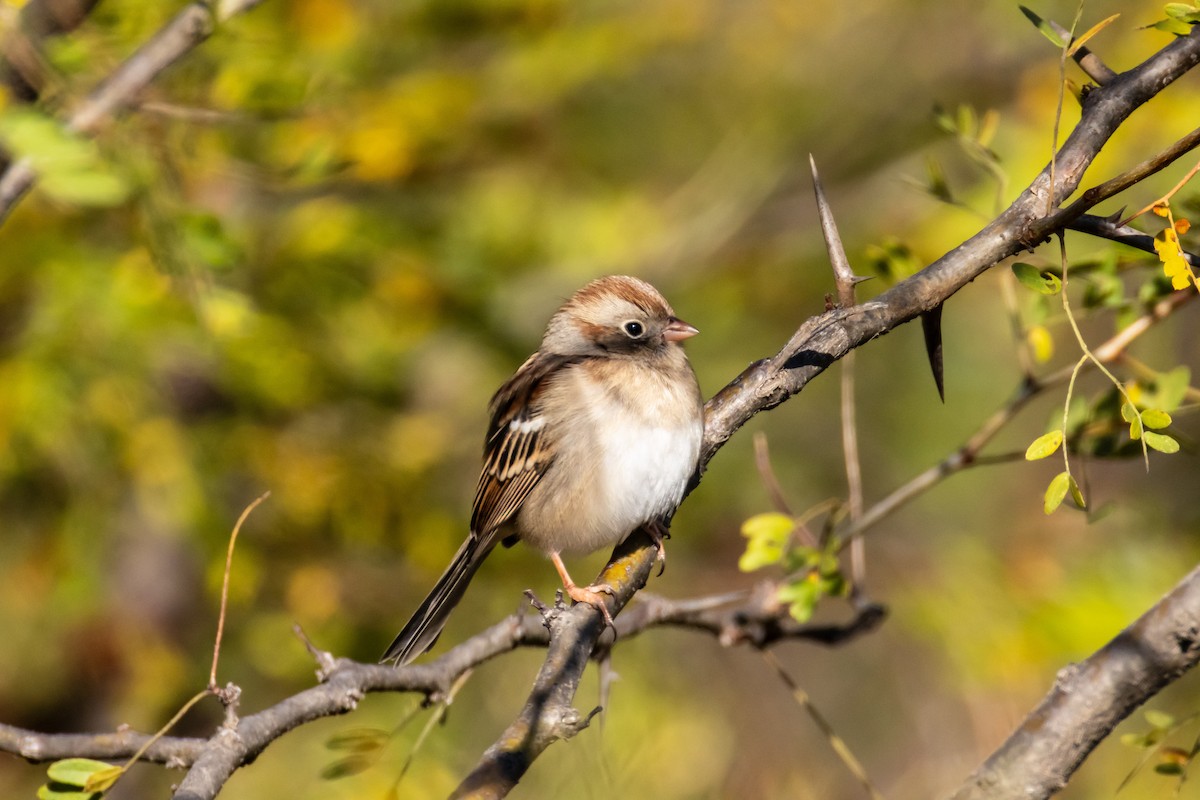 Klapperammer - ML644564644