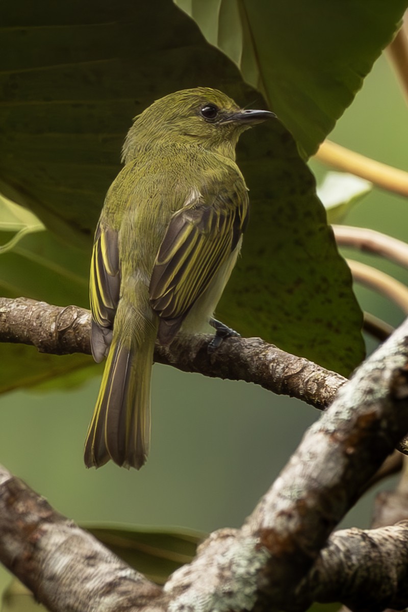 Olive-faced Flatbill - ML644564647