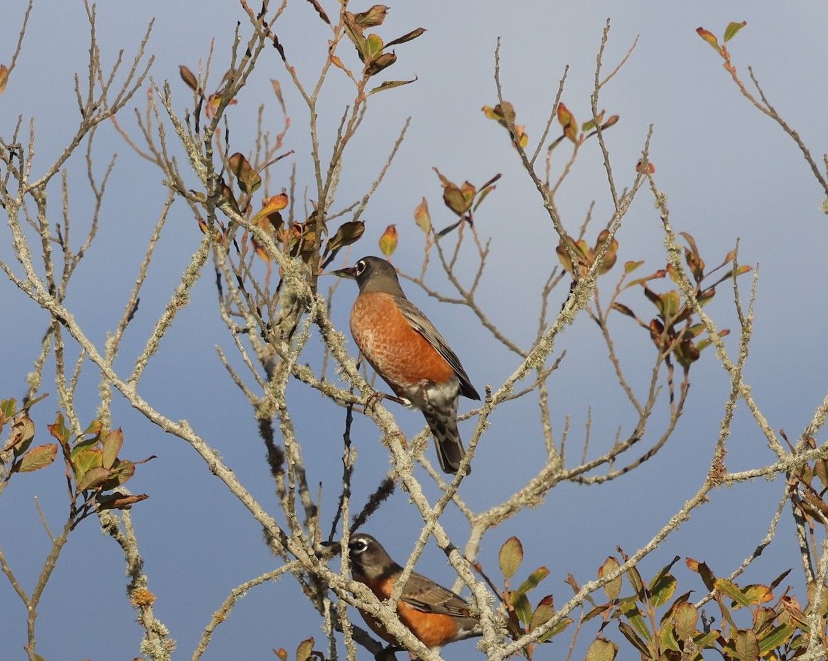 קיכלי נודד - ML644564648