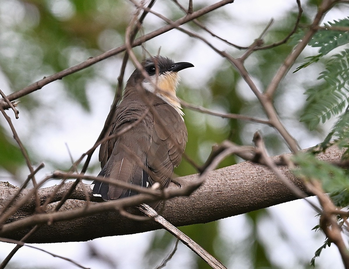 Галапагосская пиайя - ML644564654