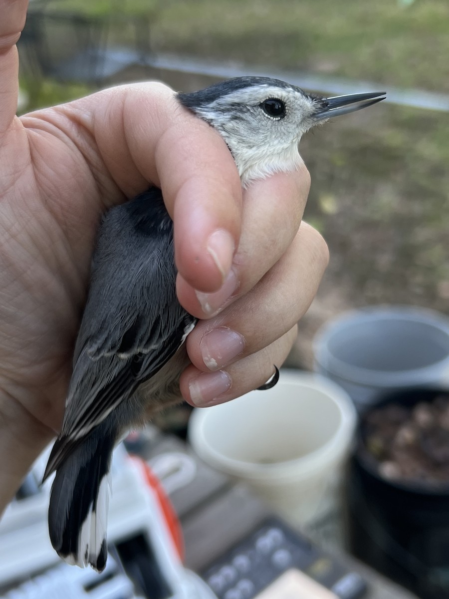 Weißbrustkleiber - ML644564655