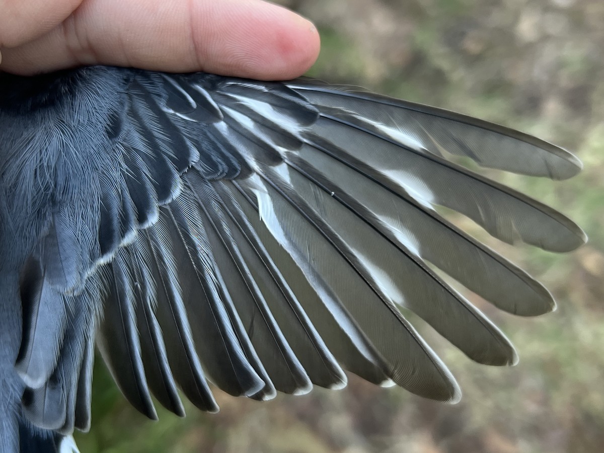 Weißbrustkleiber - ML644564656