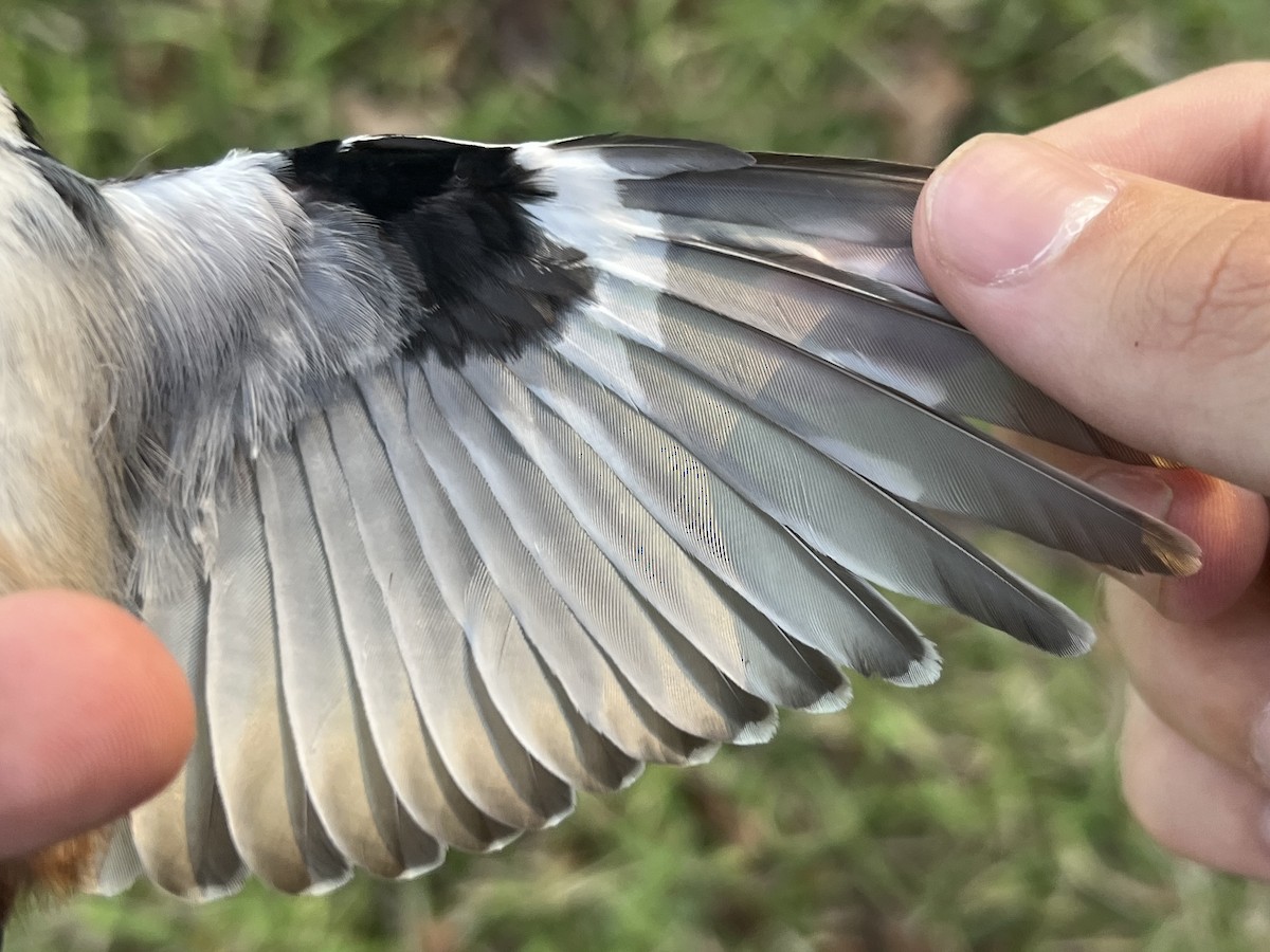 Weißbrustkleiber - ML644564657