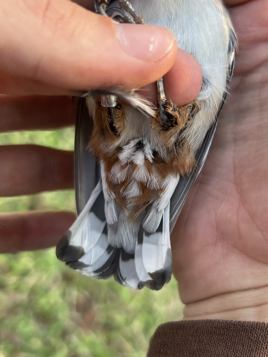 Weißbrustkleiber - ML644564658