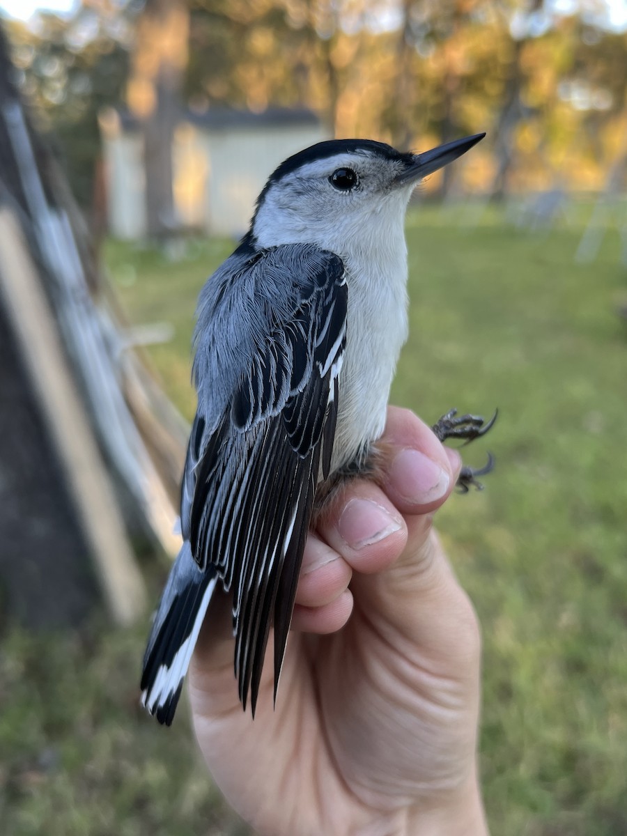 Weißbrustkleiber - ML644564659