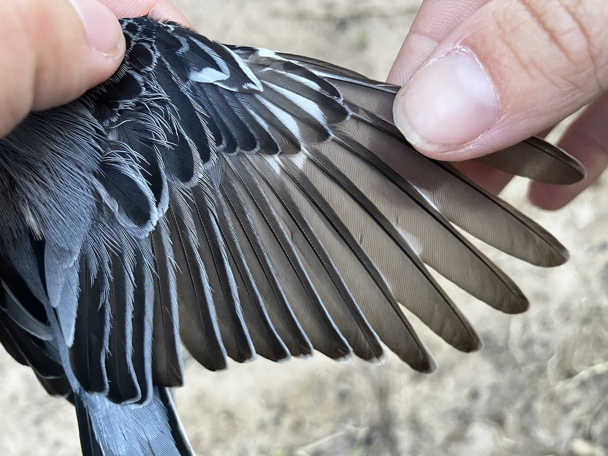 Weißbrustkleiber - ML644564660