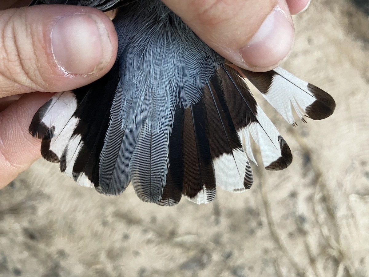 Weißbrustkleiber - ML644564661