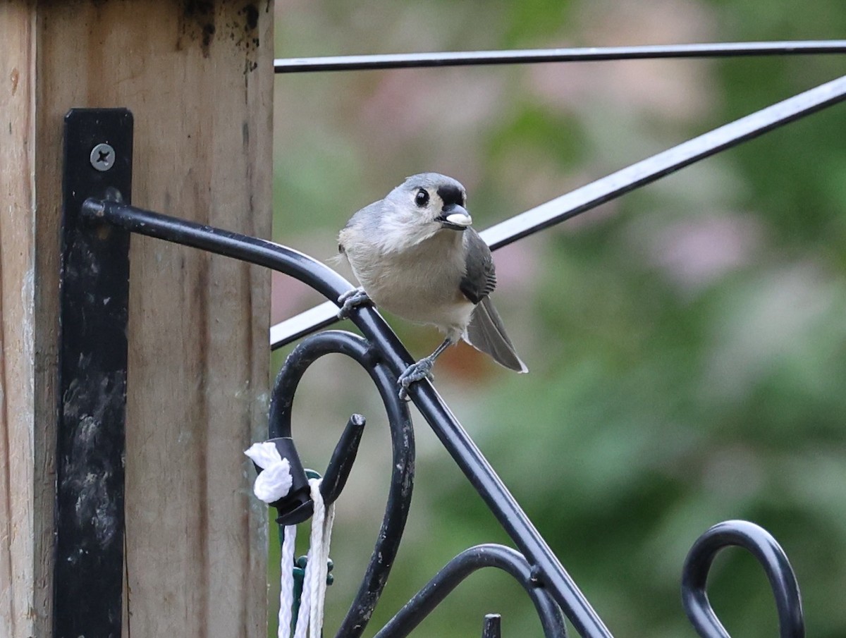 gråduskmeis - ML644564664