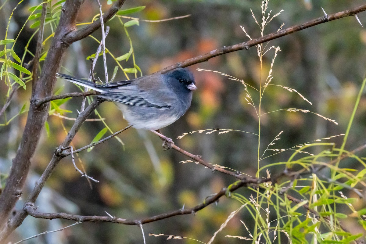 Winterammer - ML644564667