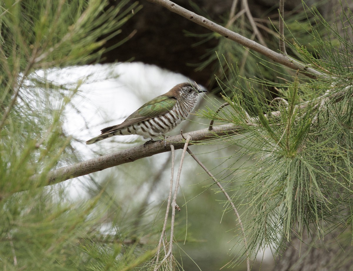 Shining Bronze-Cuckoo - ML644564668