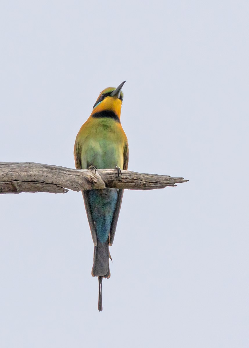 Rainbow Bee-eater - ML644564670