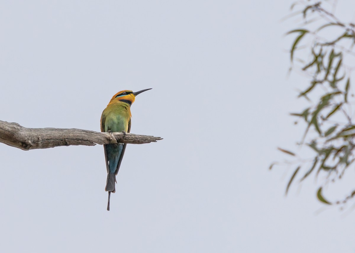 Rainbow Bee-eater - ML644564671