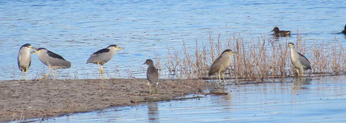 Ногоовор зашин - ML644564674