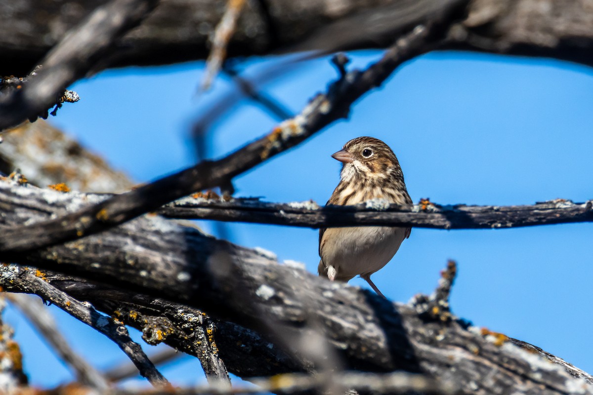 Abendammer - ML644564675